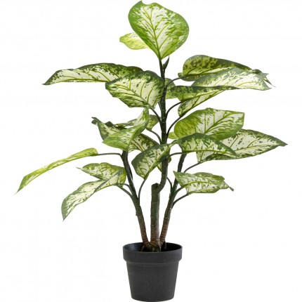 Plante décorative Dieffenbachia 100cm Kare Design