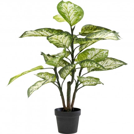 Plante décorative Dieffenbachie 100cm