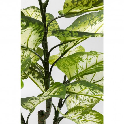 Plante décorative Dieffenbachie 100cm