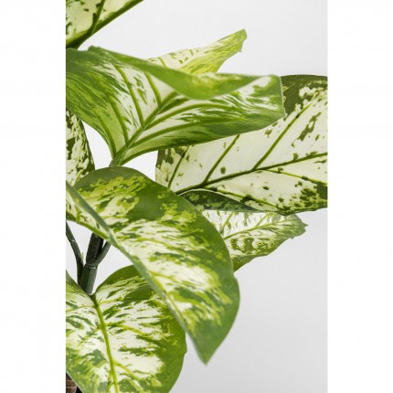 Plante décorative Dieffenbachie 100cm