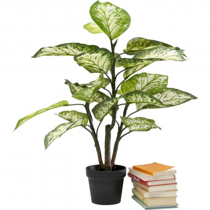 Plante décorative Dieffenbachie 100cm