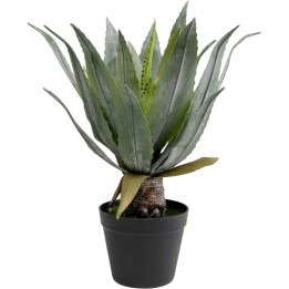Plante décorative Agave 40cm