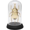 Objet décoratif Stag Beetle 20cm