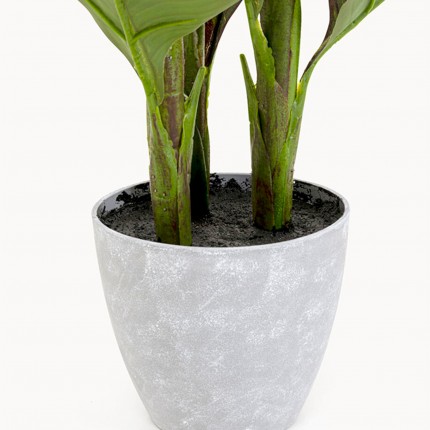 Deco Plant Canna Lily 115cm Kare Design