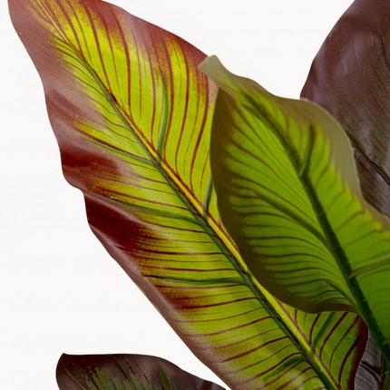 Plante décorative Canna Lily 115cm Kare Design