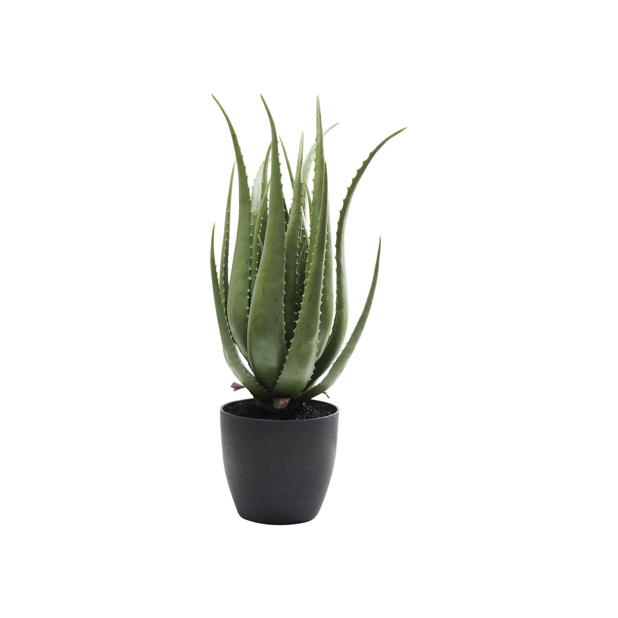 Plante décorative Aloe Kare Design