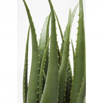 Plante décorative Aloe Kare Design