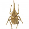 Déco murale Herkules Beetle dorée Kare Design