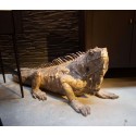 Déco Iguane XL 135cm Kare Design