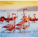 Tableau en verre famille flamants roses 80x80cm Kare Design