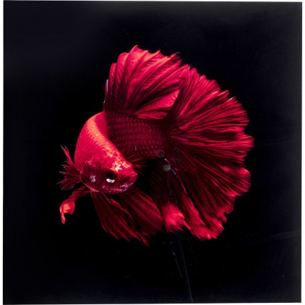 Tableau en verre poisson rouge 100x100cm Kare Design