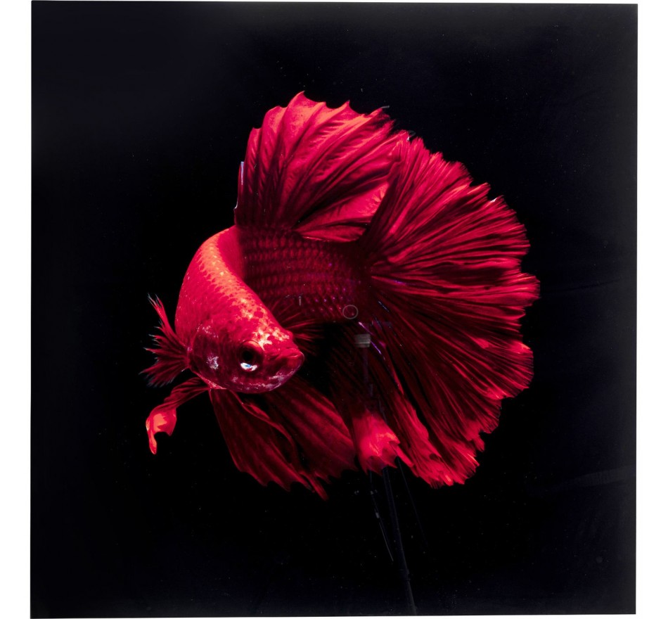 Tableau en verre poisson rouge 100x100cm Kare Design