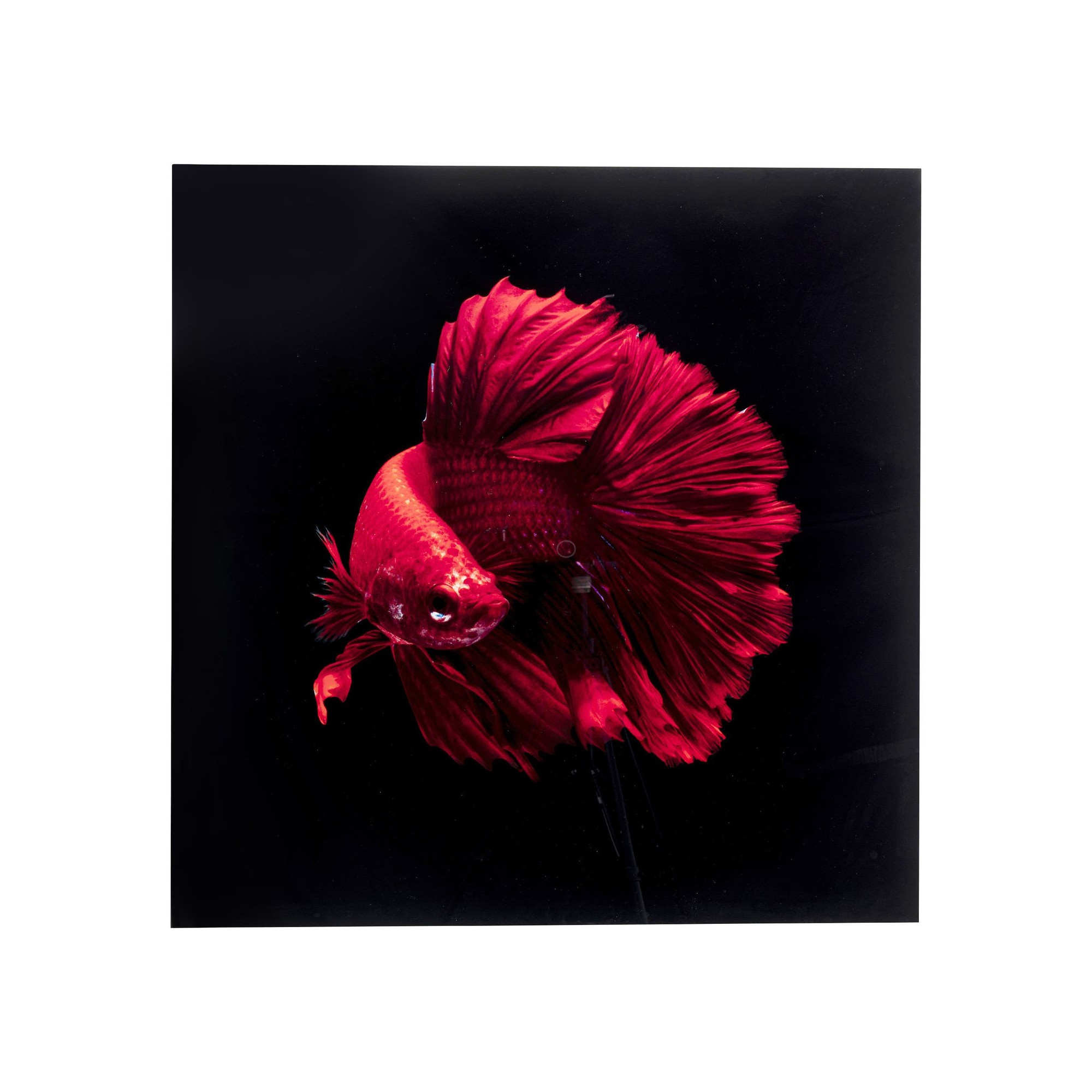 Tableau en verre poisson rouge 100x100cm Kare Design
