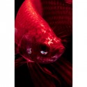 Tableau en verre poisson rouge 100x100cm Kare Design