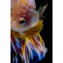 Tableau en verre poisson arc-en-ciel 100x100cm Kare Design