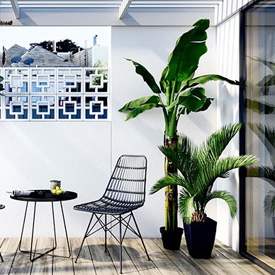 Plante décorative